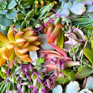 succulent plant cuttings